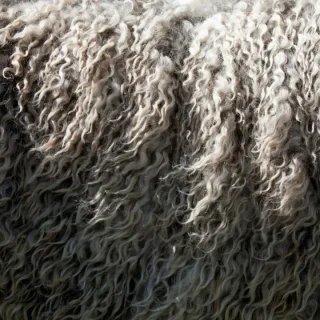 What Is a Wool? Liverpool’s Favourite Insult, Explained
