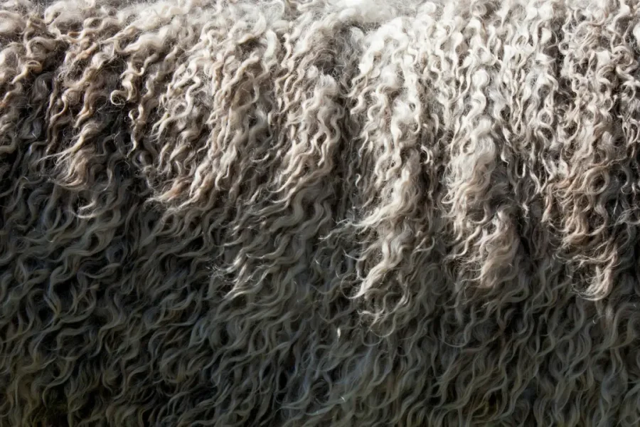 What Is a Wool? Liverpool’s Favourite Insult, Explained
