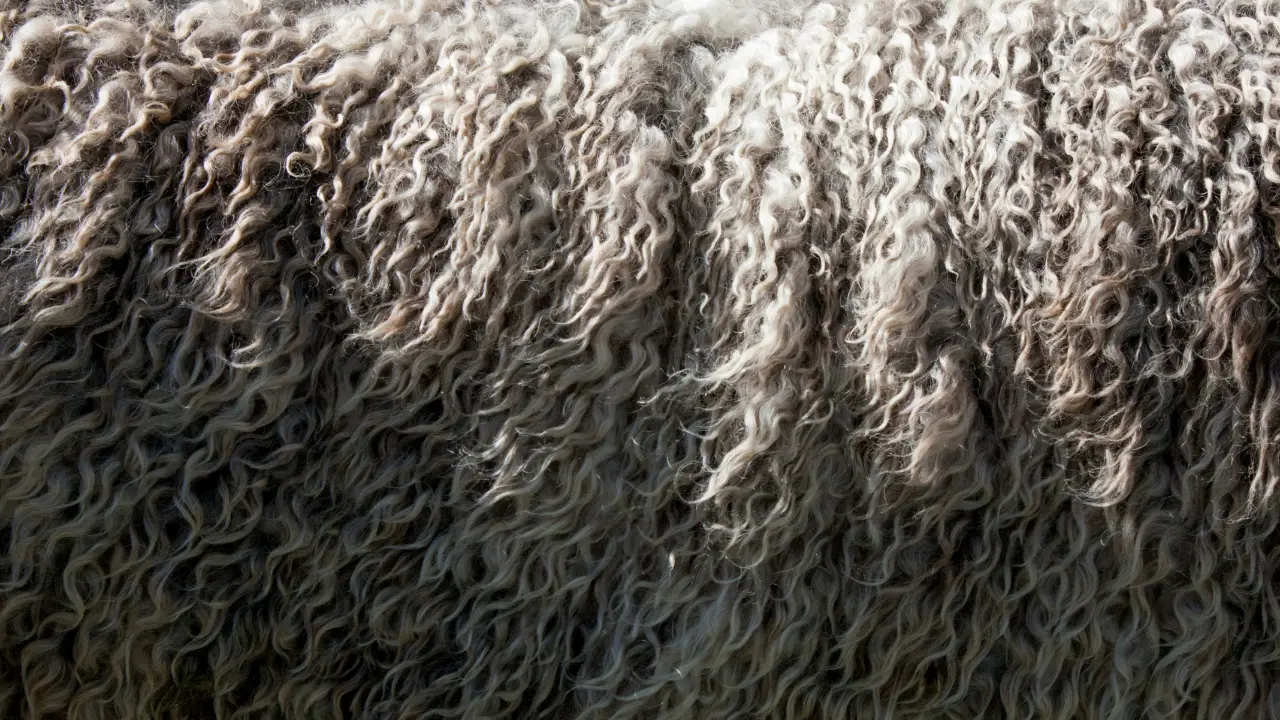 What Is a Wool? Liverpool’s Favourite Insult, Explained